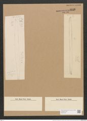 Nitzschia vitrea var. finmarchica Grun. (de-Toni-Nr.: Genus 47, Species 2112) Zeichnungen Sammlung Grunow Nr. 4230 (NHMW-BOT-W0372187)